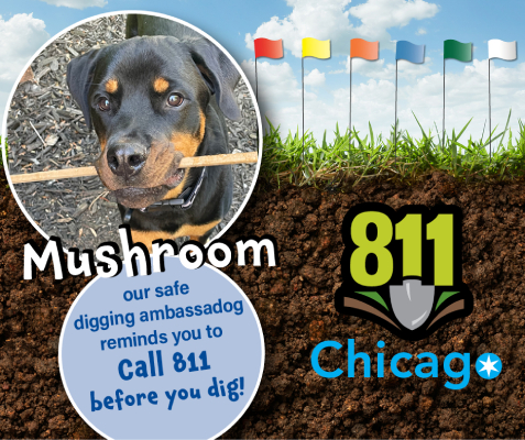 Mushroom, our 2024 Doggone it photo contest winner